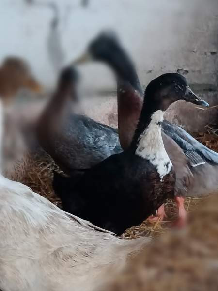 2 akka ankkaa  ja valkoinen ukkoankka nuorikko Haemeenlinna – foto 3