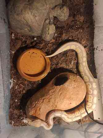 Kuningaspyton Joensuu