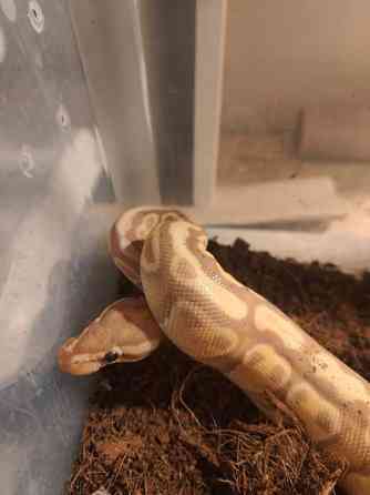 Kuningaspyton Joensuu