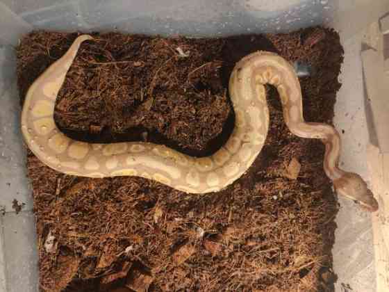 Kuningaspyton Joensuu