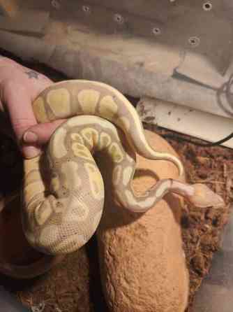 Kuningaspyton Joensuu