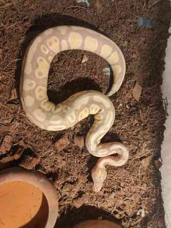 Kuningaspyton Joensuu