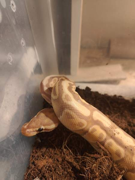 Kuningaspyton Joensuu - photo 2