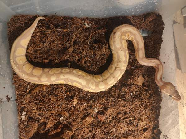 Kuningaspyton Joensuu - photo 3