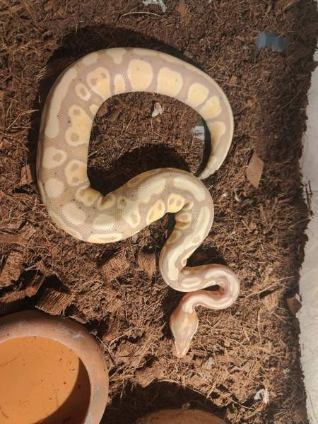 Kuningaspyton Joensuu - photo 4