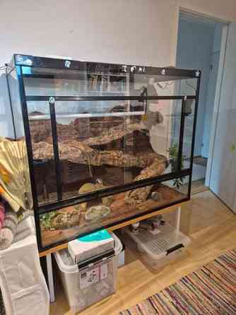 Myydään tilava ja täydellisesti varusteltu terraario kääpiöparta-agamalle tmv. Vantaa