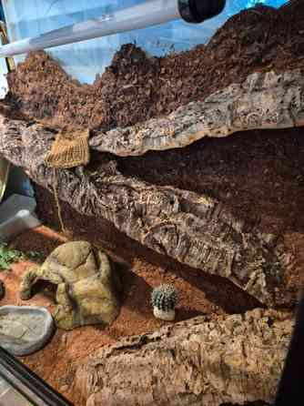 Myydään tilava ja täydellisesti varusteltu terraario kääpiöparta-agamalle tmv. Vantaa