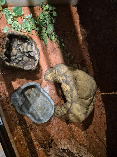 Myydään tilava ja täydellisesti varusteltu terraario kääpiöparta-agamalle tmv. Vantaa - photo 5