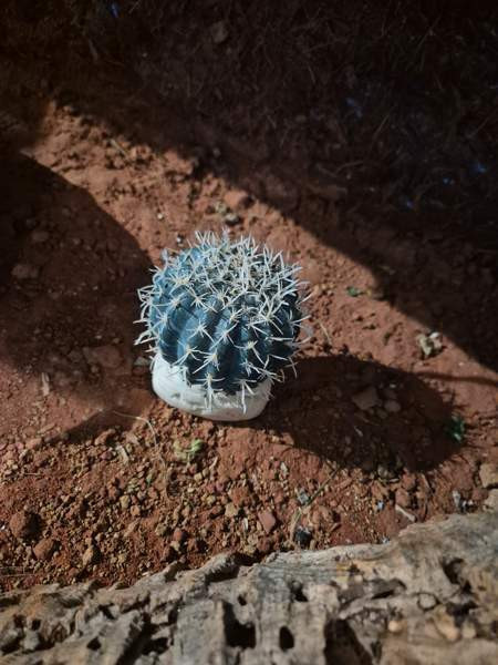 Myydään tilava ja täydellisesti varusteltu terraario kääpiöparta-agamalle tmv. Vantaa - photo 8