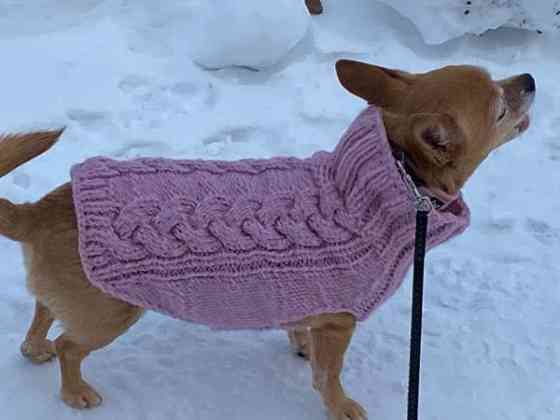 Koirien neuleita tilaustyönä! Jaervenpaeae