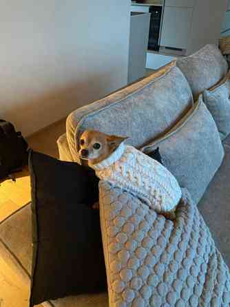 Koirien neuleita tilaustyönä! Jaervenpaeae