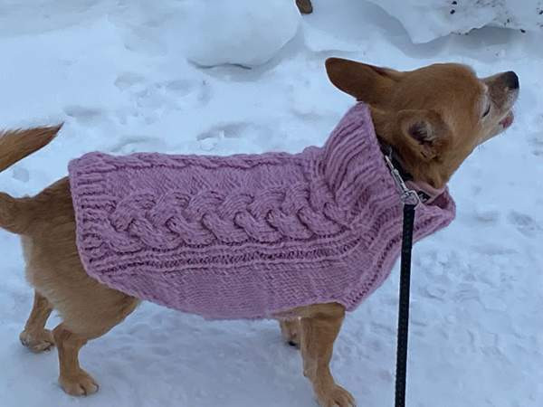 Koirien neuleita tilaustyönä! Järvenpää - valokuva 3