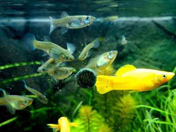 Miljoonakalanaaraita Tampere