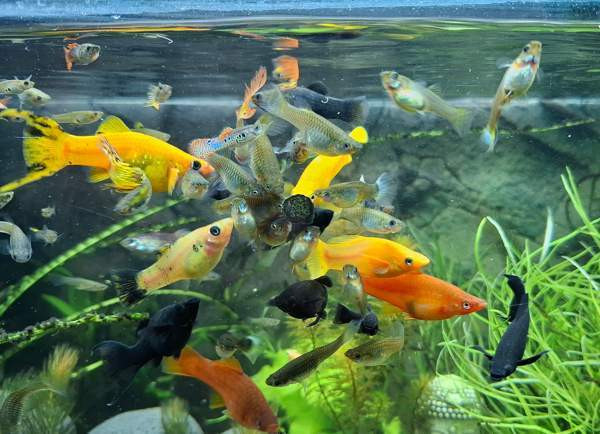 Miljoonakalanaaraita Tampere - photo 1