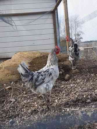 2 Silverudds Blue kukkoja Loviisa