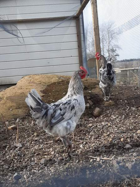 2 Silverudds Blue kukkoja Loviisa - valokuva 1