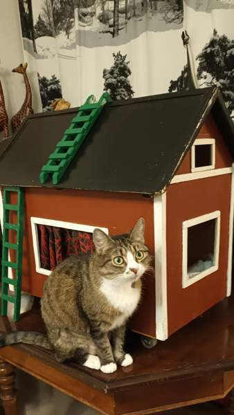 Kissan peti/mökki Helsinki - изображение 1