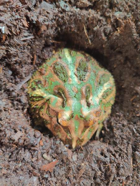 Pacman Turku - photo 2