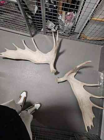 Myydään isot 19 piikkiset hirvensarvet Helsinki