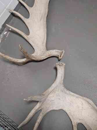 Myydään isot 19 piikkiset hirvensarvet Helsinki