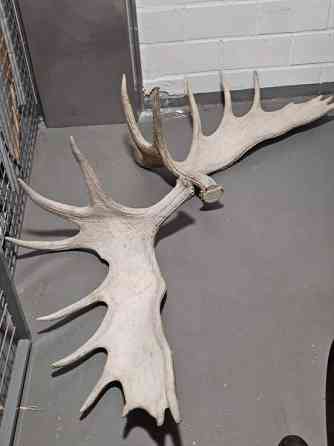 Myydään isot 19 piikkiset hirvensarvet Helsinki