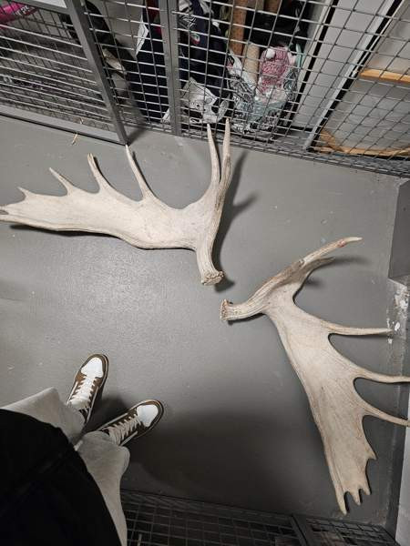 Myydään isot 19 piikkiset hirvensarvet Helsinki - valokuva 3