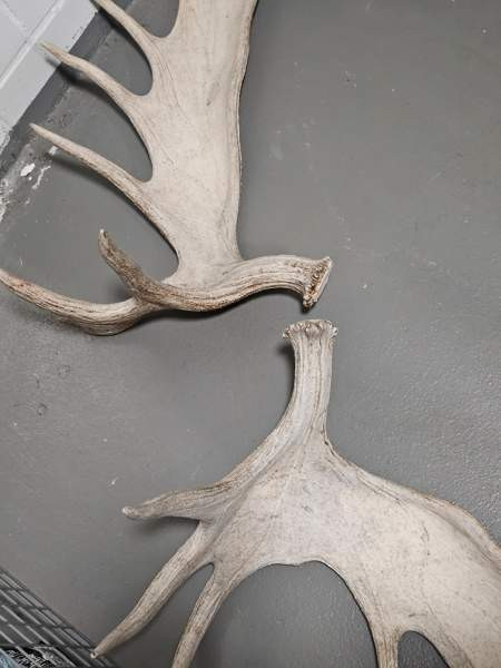 Myydään isot 19 piikkiset hirvensarvet Helsinki - valokuva 2