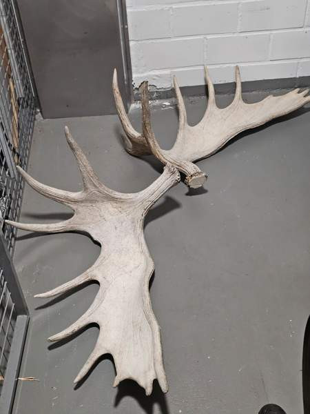 Myydään isot 19 piikkiset hirvensarvet Helsinki - valokuva 1