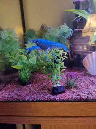 Siniset ravut akvaarioon. Salo