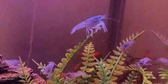 Siniset ravut akvaarioon. Salo