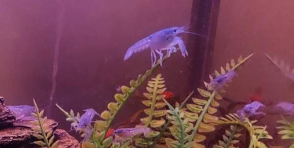 Siniset ravut akvaarioon. Сало - изображение 2