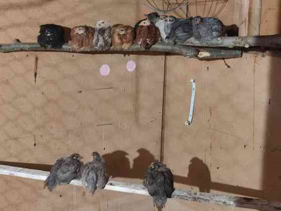 Maatiaiskanoja Mynämäki