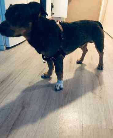 Vedonestovaljaat Helsinki