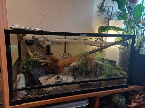 Komodo terraario Loppi – foto 1