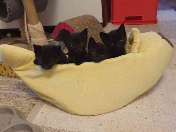 Kissanpentuja Mynämäki