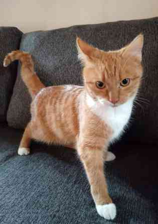 Leikkisä poika pentu Lahti