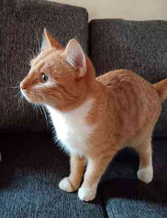 Leikkisä poika pentu Lahti