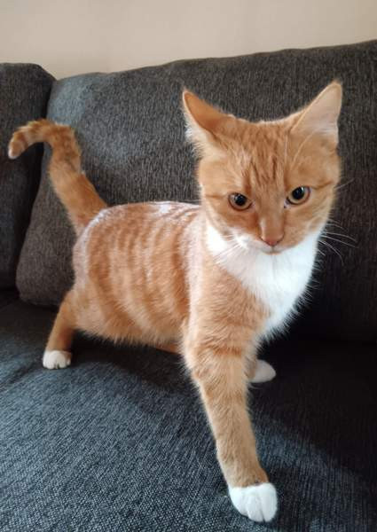 Leikkisä poika pentu Lahti - valokuva 1