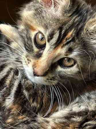 Ihana tyttö Nurmijaervi