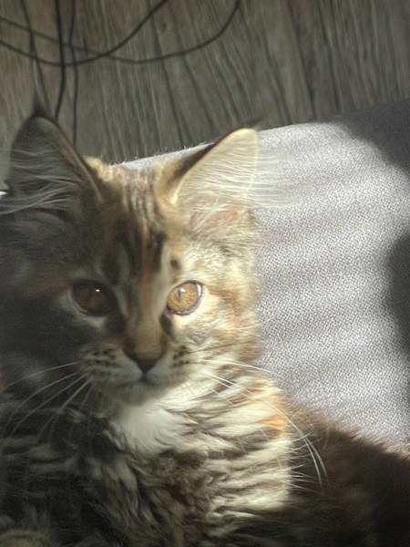 Ihana tyttö Nurmijärvi - valokuva 5