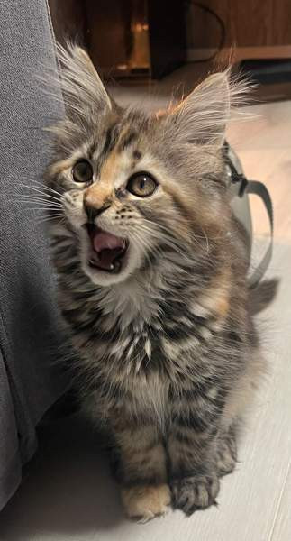 Ihana tyttö Nurmijärvi - valokuva 1