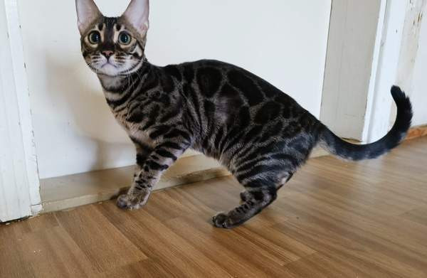 Bengali Janakkala - photo 2