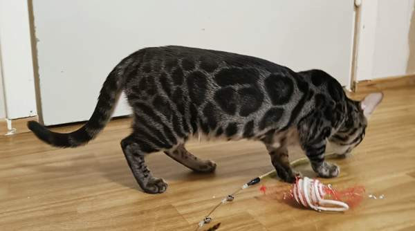 Bengali Janakkala - photo 7