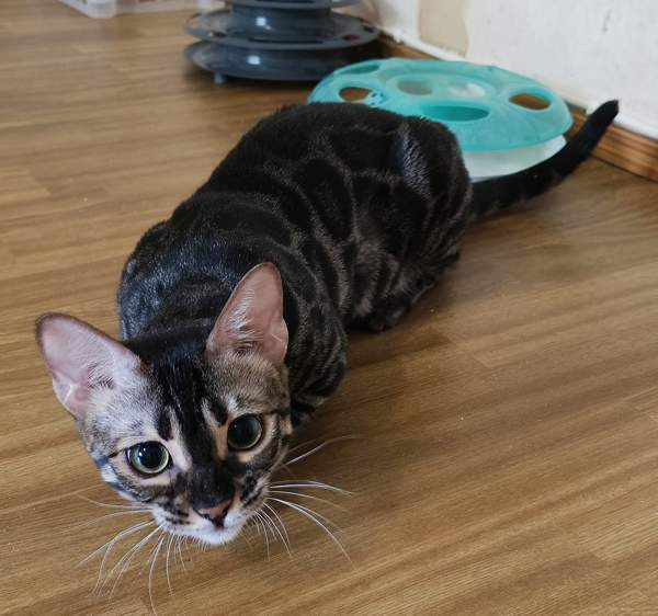 Bengali Janakkala - photo 3