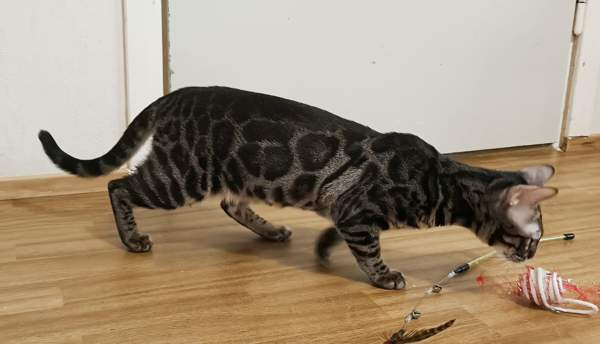 Bengali Janakkala - photo 5