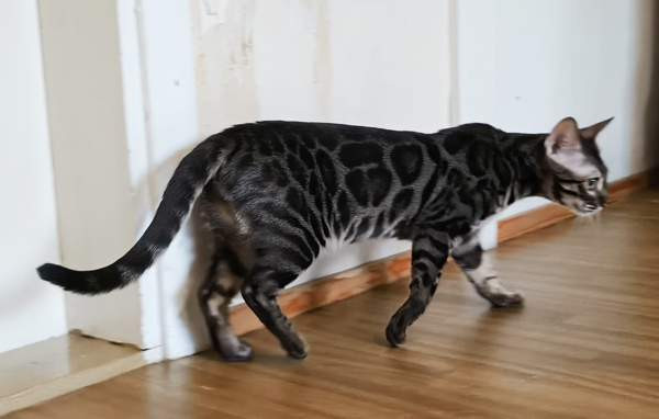 Bengali Janakkala - photo 6