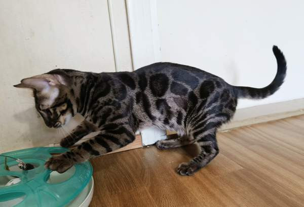 Bengali Janakkala - photo 4