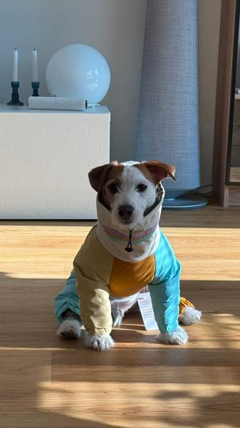 Koiran talvihaalari Helsinki - valokuva 1