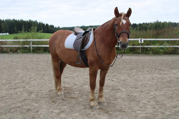 Satulahuopia Siilinjaervi - photo 8