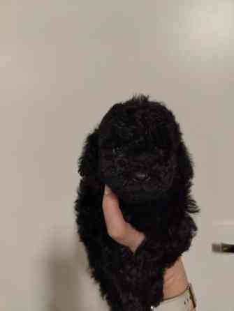 Kiharaiset pennut Tampere